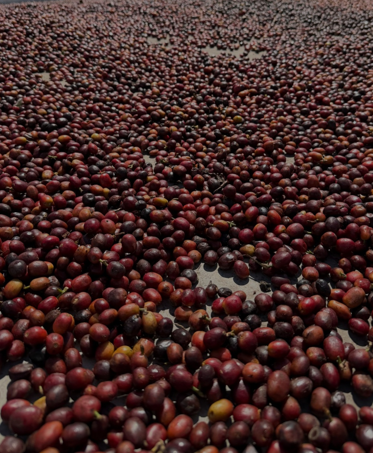 Ripe Ijen coffee cherries on the branch