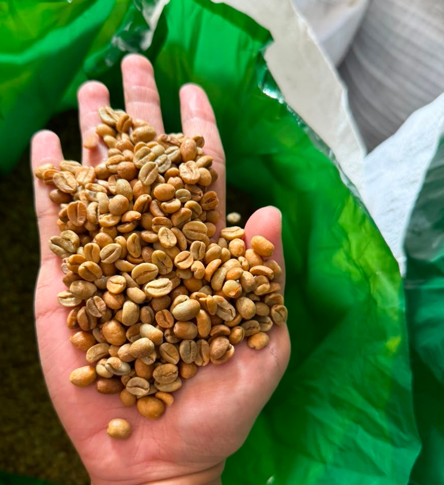 Arabica Anaerobic Ijen — Tropical fruit, berry, dark chocolate