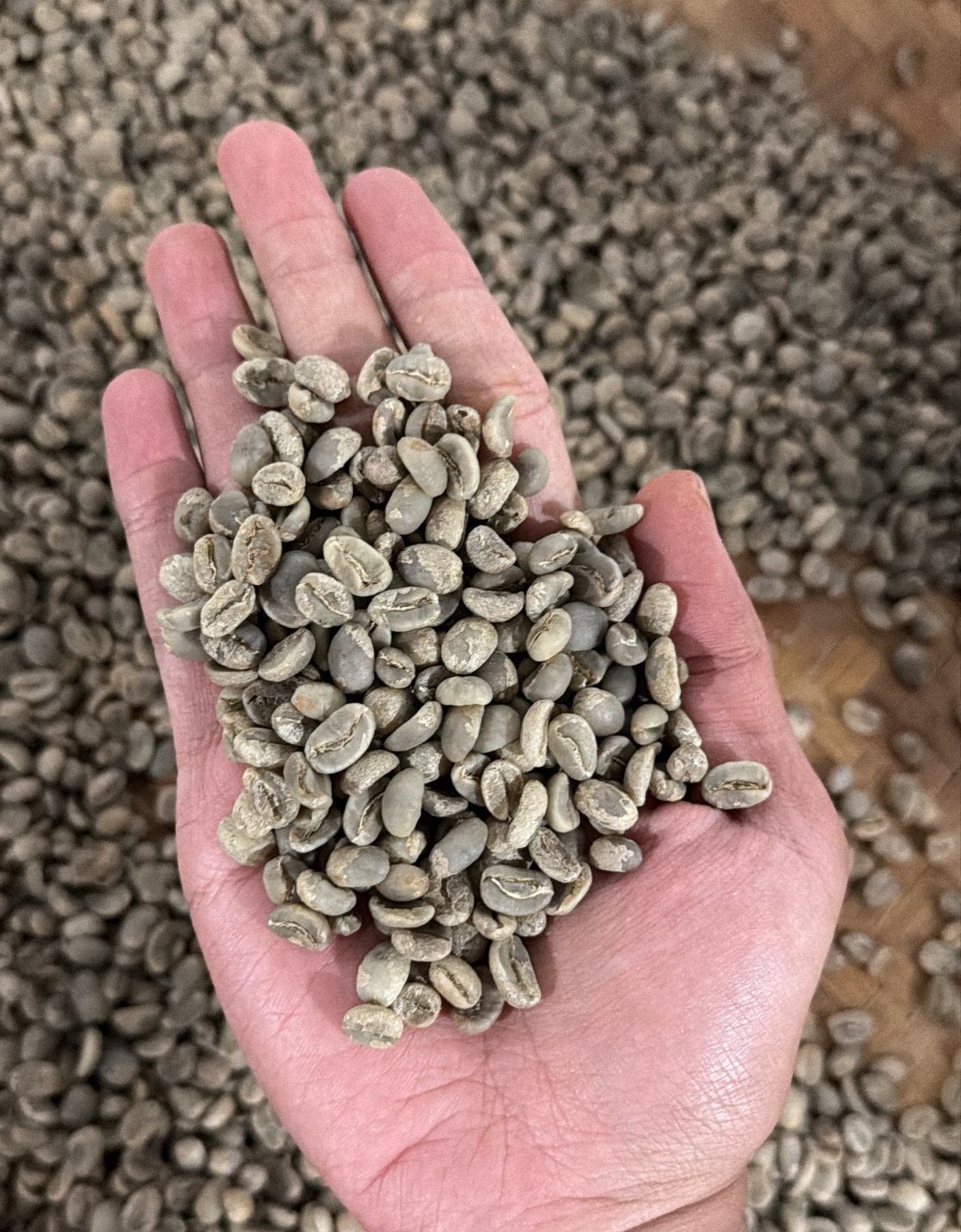 Arabica Fully Washed Ijen — Citrus, floral, caramel, light chocolate