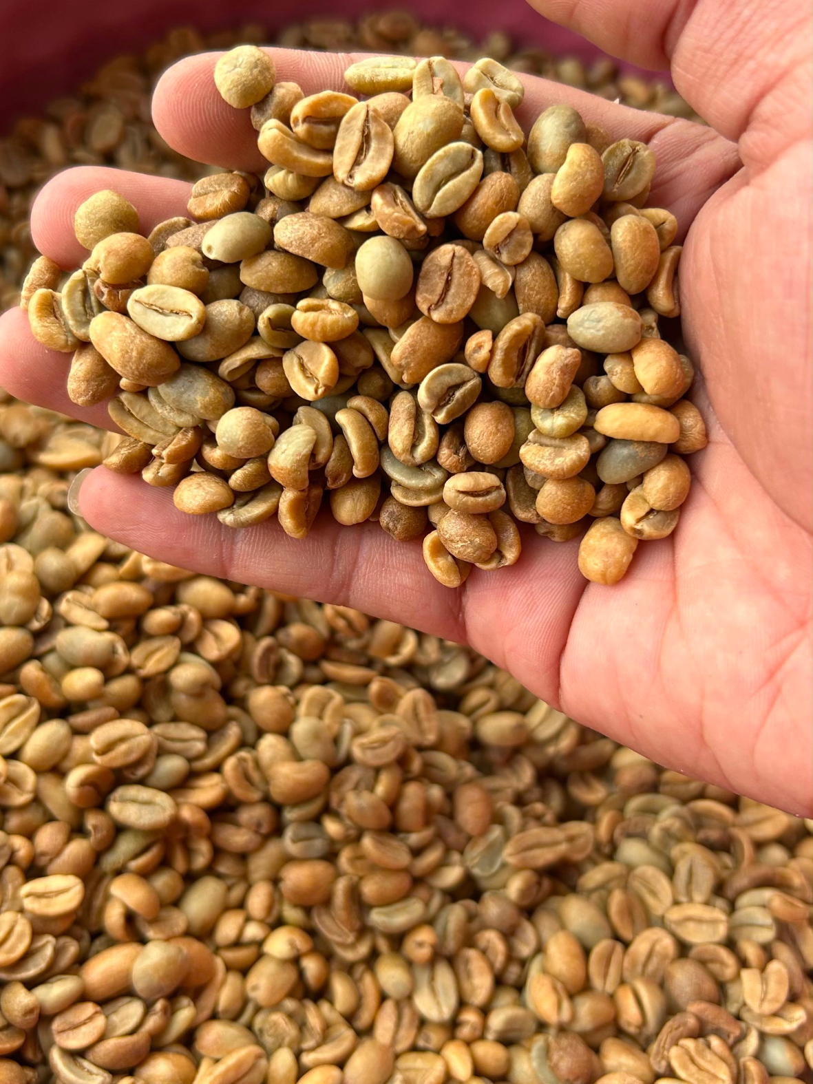 Arabica Natural Ijen — Winey, tropical fruit, long sweetness
