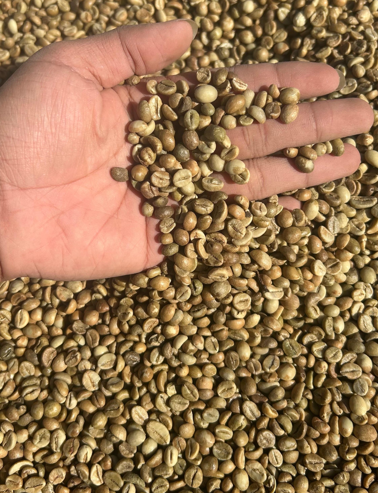 Fine Robusta Ijen — Cacao, peanut, caramel, chocolatey